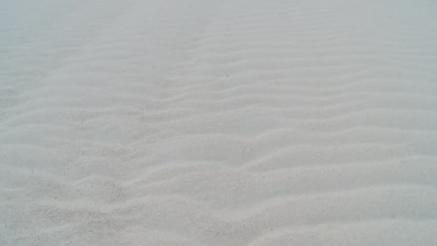 White Sand Dunes And Lush Trees At Indiana Dunes National Park, USA. Tilt-up Shot