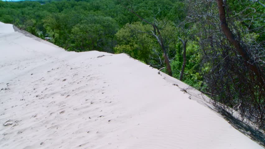 Sand Dunes At The Forests Of Indiana Dunes National Park, United States. Tracking Shot