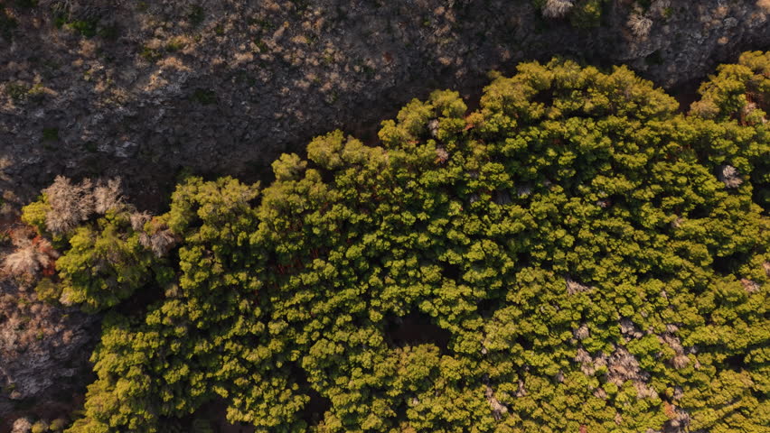 Aerial top-down drone view of Sicily’s rocky coast, turquoise waters, wild beach, trees, and anchored boats.