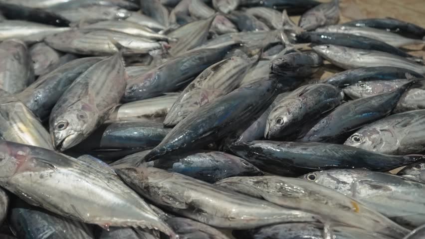 A row of freshly caught dark-colored tuna or mackerel fish laid out side-by-side on a dark, wet surface. The fish are arranged neatly, their silvery stripes and scales catching the light