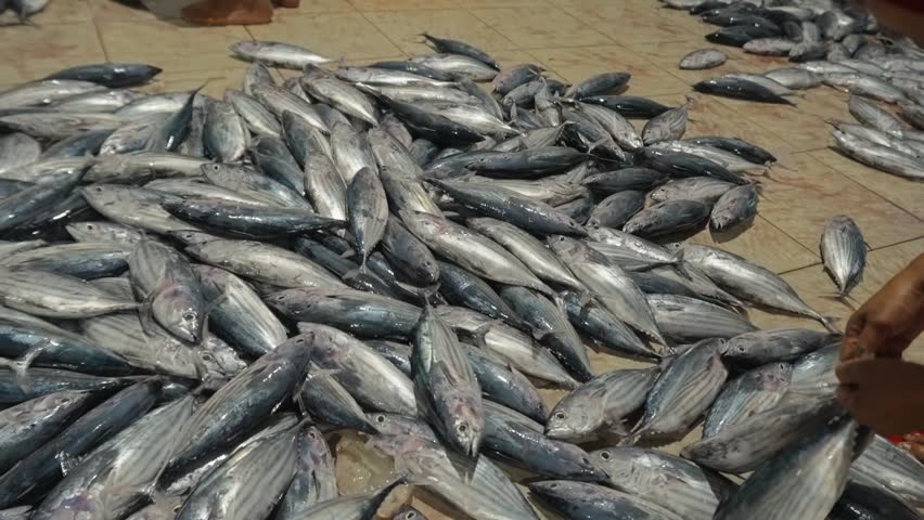 A row of freshly caught dark-colored tuna or mackerel fish laid out side-by-side on a dark, wet surface. The fish are arranged neatly, their silvery stripes and scales catching the light