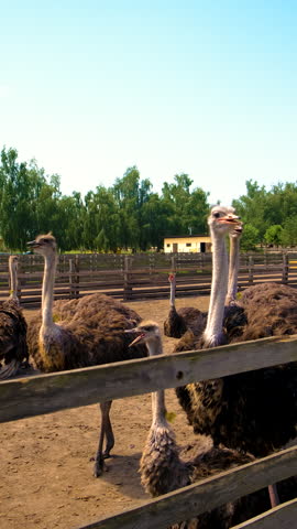 Ostriches on a farm in summer. Selective focus. Nature.