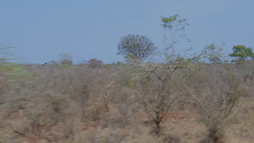 Landscape - Bush in Kruger Nationalpark