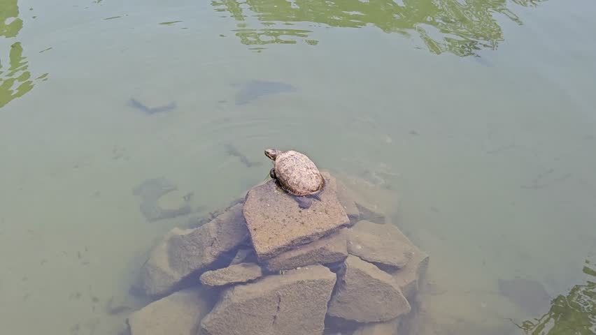 A pond turtle is sunbathing on a rock in the middle of a calm lake with fish swimming by. A static shot symbolizing patience, longevity, and tranquility in nature.