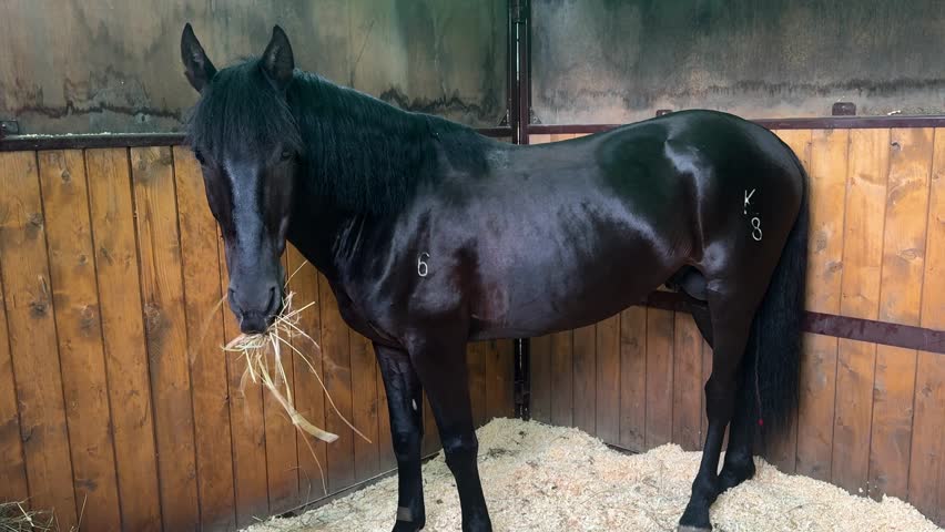 Beautiful funny shiny black horse eating hay in stable. Stall with equestrian. Animal welfare, equine care. Indoor barn. Thoroughbred sport racing mare.