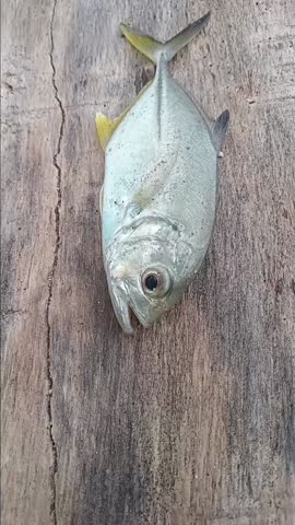 white fish caught from fishing on the beach