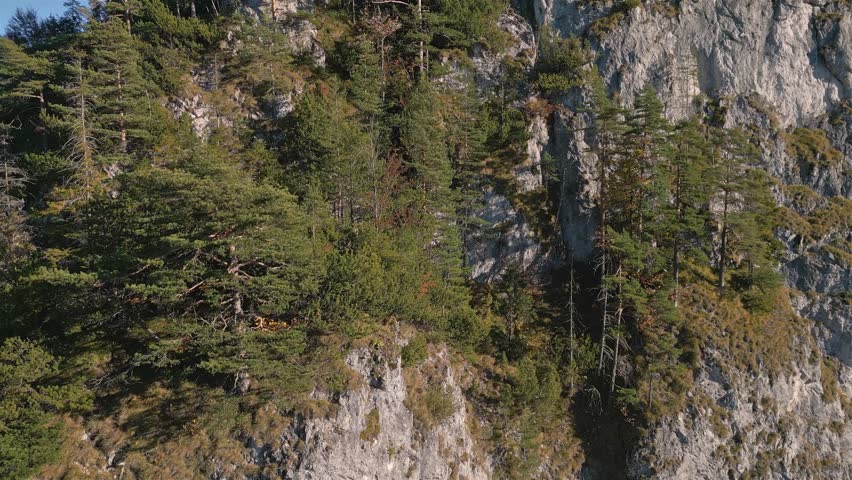 Trees on a Steep Rocky Mountain Cliff, Dramatic Natural Scenery, Aerial view