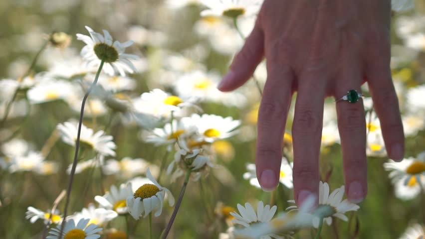 A hand is reaching out to a field of white flowers