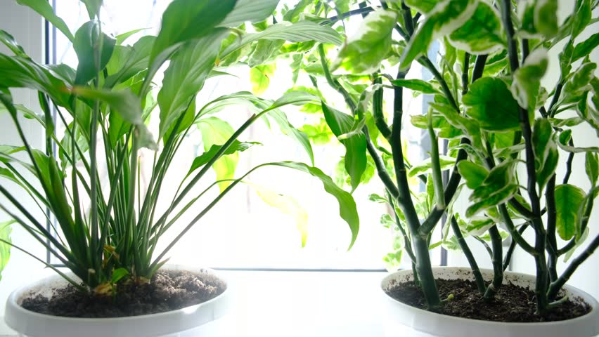 Spathiphyllum or peace lilies and Euphorbia tithymaloides It is also known as Devil