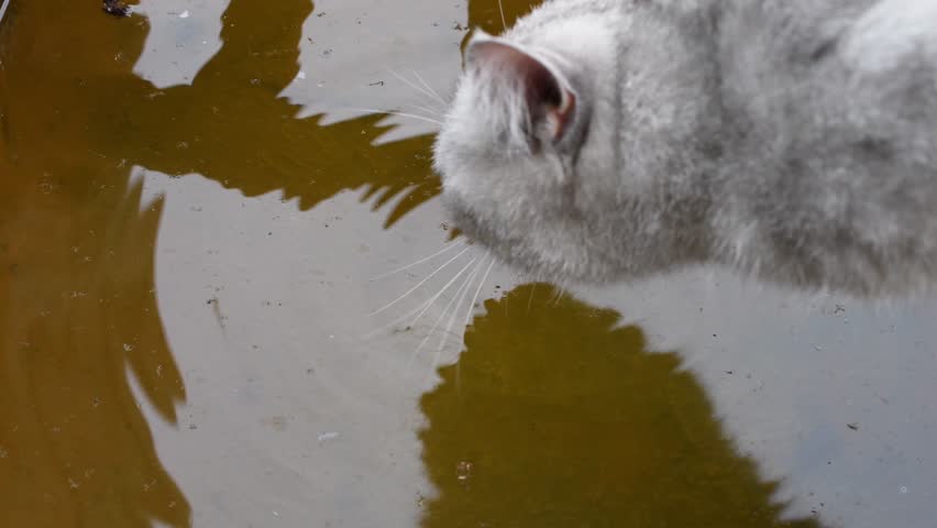 Overhead view of a thirsty grey cat lapping up dirty water from a puddle with its pink tongue, creating ripples on the surface and being reflected in the murky liquid.