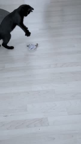 Black cat playing with a gray toy mouse on the floor. Cute and funny moment of a playful kitten.