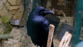 A close-up video captures a black raven perched on a wooden branch, its glossy feathers reflecting the light. The intelligent bird turns its head, blinking its eye. The video focuses on the bird's pro - Powered by Shutterstock - Get 15% off with code: PIKWIZARD15