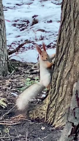 Squirrel Climbing Tree in Winter Forest