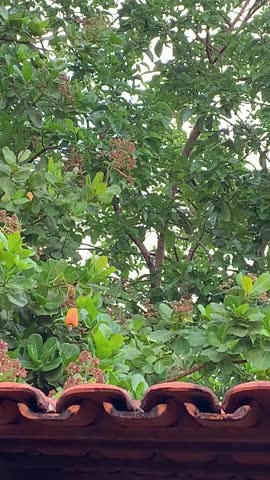 a cashew tree full of flowers and fruits