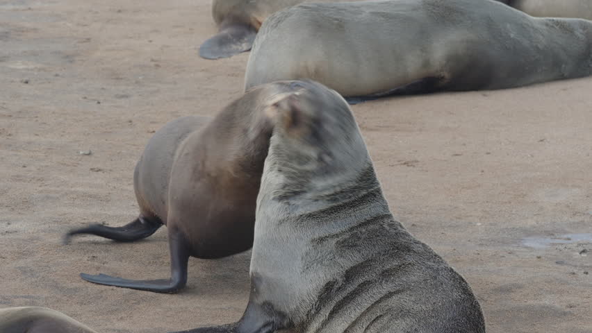 a shot of two fur seal pups play fighting at cape cross seal colony in namibia, africa