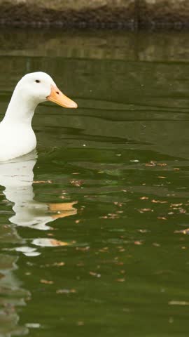Two ducks swim together on a calm pond, one diving underwater, natural daylight, steady shot