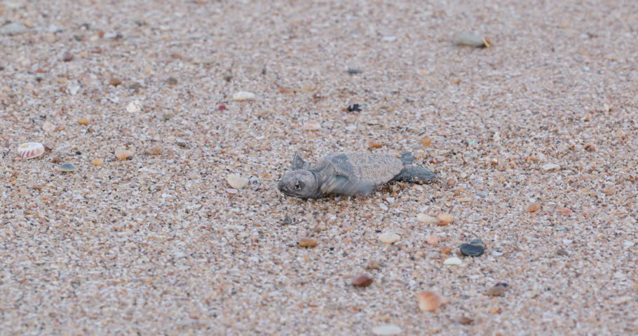 a summer afternoon tracking clip of a loggerhead turtle hatchling approaching on the beach at mon repos reserve in bundaberg, australia