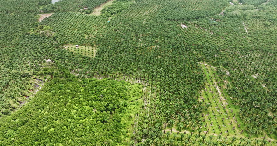 Aerial view a vivid contrast between a dense palm oil plantation and a lush green natural forest. The photograph captures the transition from agricultural land to untouched wilderness