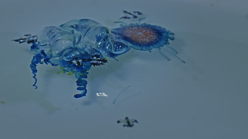 Beautiful Blue Dragons are small, shiny silver-blue creatures that look beautiful and unusual. However, they contain deadly poison from the prey they eat, such as the fire jellyfish.