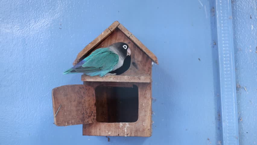A vibrant blue lovebird parrot peeking out from a wooden birdhouse inside its cage. Exotic tropical pet bird captured in 4K video, symbol of wildlife, nature, and domestic avian life.