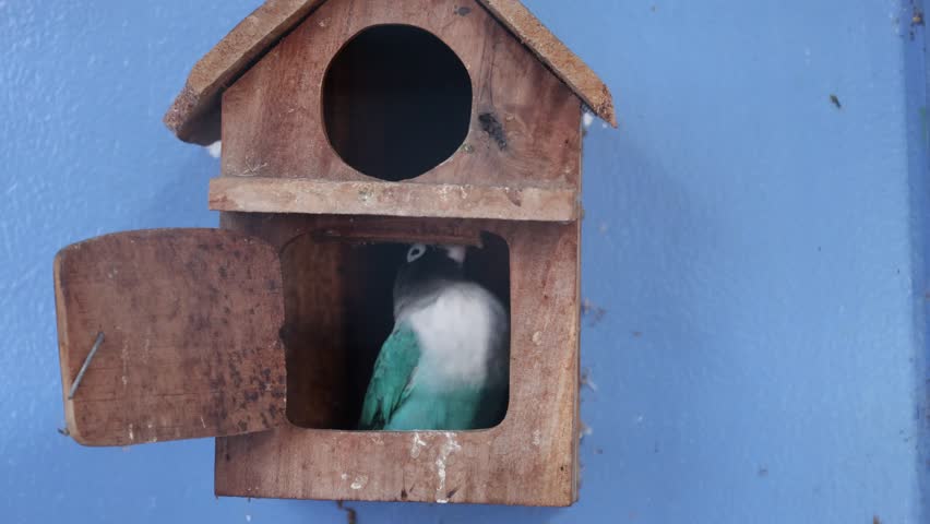 A vibrant blue lovebird parrot peeking out from a wooden birdhouse inside its cage. Exotic tropical pet bird captured in 4K video, symbol of wildlife, nature, and domestic avian life.