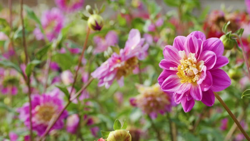 Pink Dahlia flower sways in soft daylight, surrounded by green foliage and blurred blooms