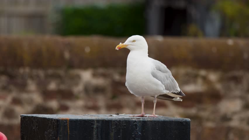 Seagull stands, turns, and looks around on a harbor post in overcast natural light