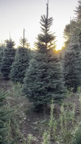  Video of walking through an evergreen farm with rows of lush green trees, peaceful outdoor setting, and natural scenic landscape.