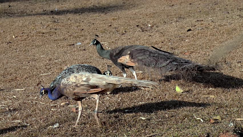 Peacocks foraging for food on the ground. The bird is walking on the grass looking for food