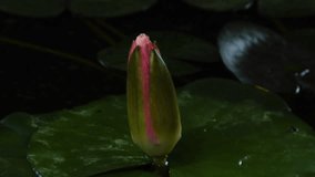 Timelapse of pink lotus water lily flowers opening in pond, waterlilies blooming - Powered by Shutterstock - Get 15% off with code: PIKWIZARD15