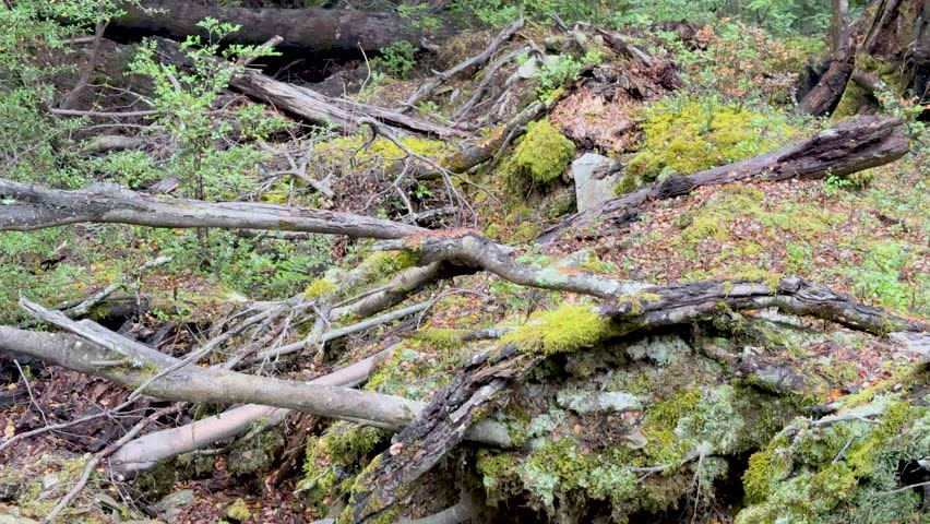 Camera moves downward over mossy stump, roots, lichen, and forest floor in soft daylight