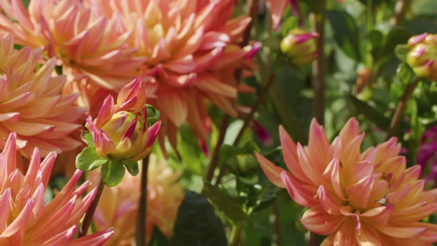 Close-up of orange dahlia flowers gently moving in bright natural sunlight, shallow depth
