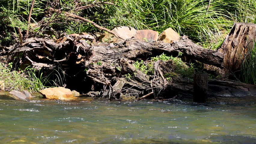 Golden log floats downstream past fallen tree, lush greenery, and sunlit water, static camera