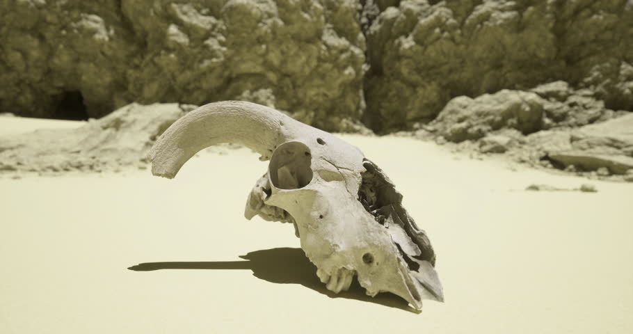 A rams skull sits isolated on the dry desert ground surrounded by rocky formations under a bright sky. The skull shows signs of weathering and age in this arid environment.