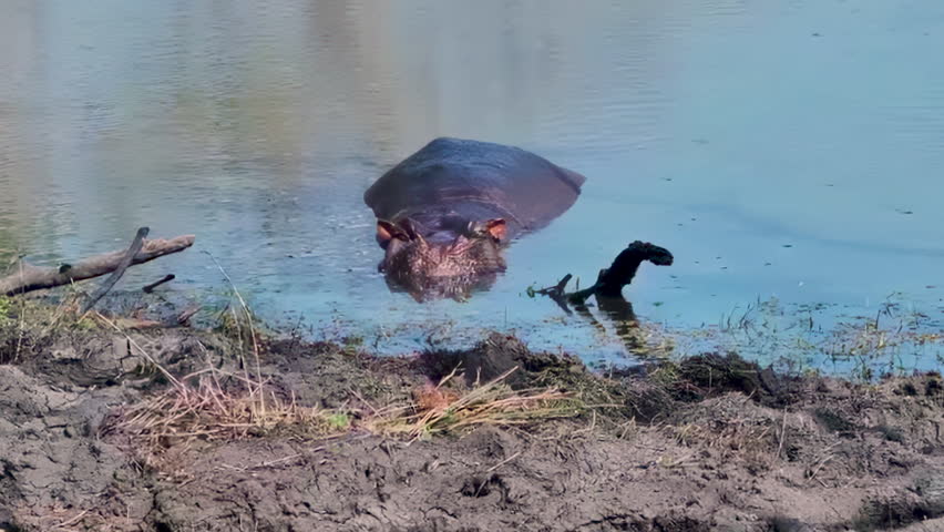 A funny terrapin rests on the head of a huge hippopotamus in a muddy pond.