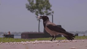 Crow Standing on the Ground Holding Food in Its Beak - Powered by Shutterstock - Get 15% off with code: PIKWIZARD15