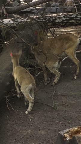 In a tranquil setting, two young deer gently interact as they explore their surroundings, showcasing the beauty of wildlife in their natural environment under soft afternoon light.