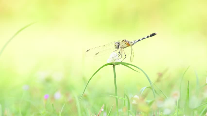 Diplacodes trivialis dragonfly. It is a species of dragonfly in the family Libellulidae. It is small dragonfly with bluish eyes. Its other names chalky percher and  ground skimmer. 

