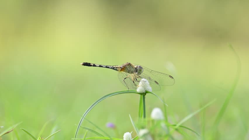 Diplacodes trivialis dragonfly. It is a species of dragonfly in the family Libellulidae. It is small dragonfly with bluish eyes. Its other names chalky percher and  ground skimmer. 
