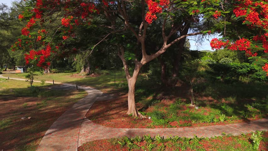 Royal Poinciana tree with red flowers in tropical park during summer season