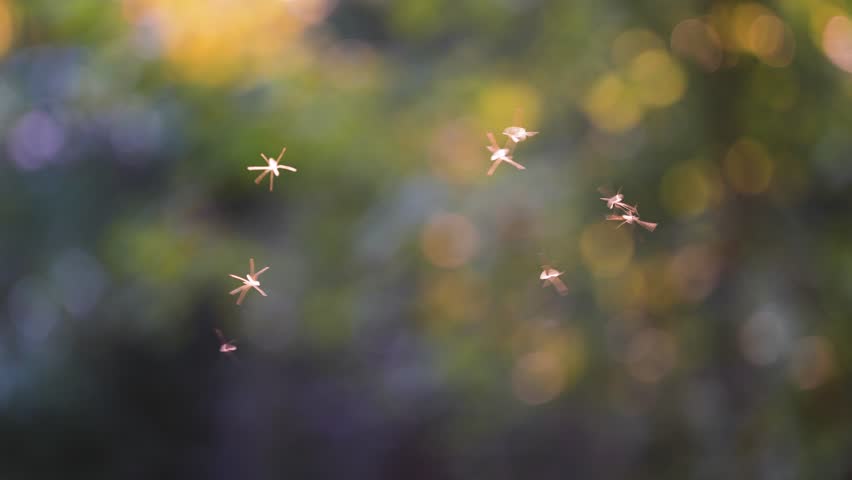 Warm summer day with flying insects buzzing around open air on blurred green background. Hot humid weather insects, mosquito gnat and midges seasonal activity, hovering insects in climate change