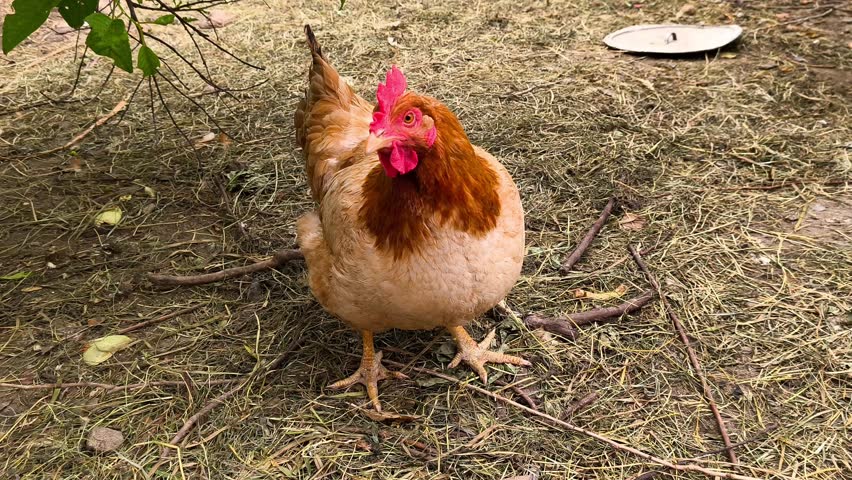 A brown chicken standing on the ground next to a tree.