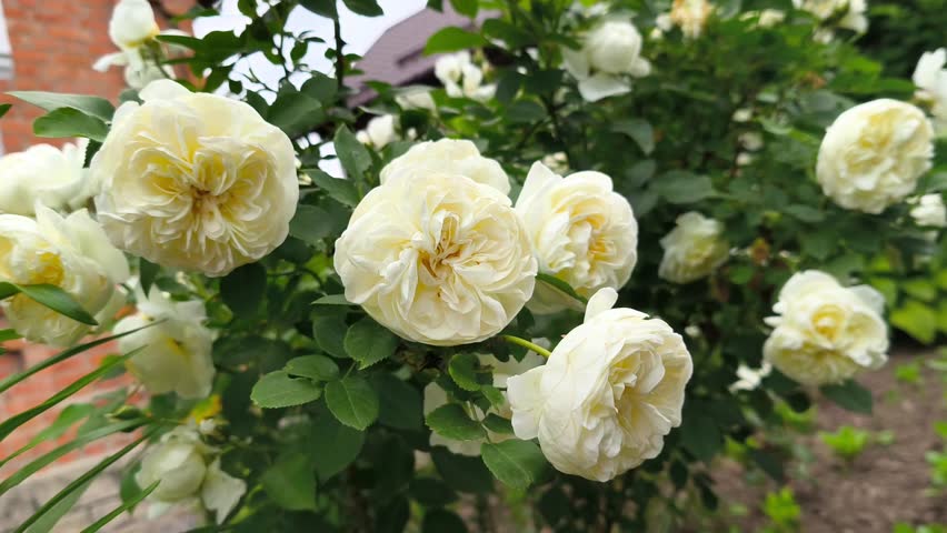 A bunch of white roses growing on a bush in a garden.