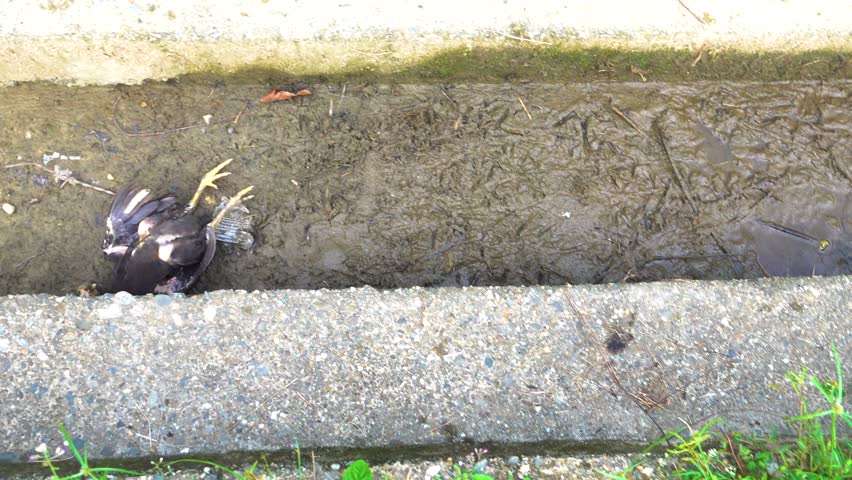 A tropical chicken fell into a ditch and died. Malaysia