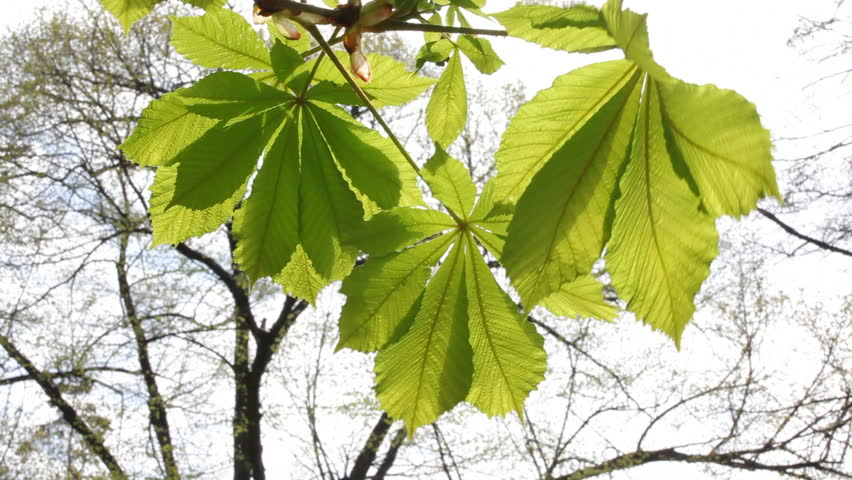 Chestnut tree leaves