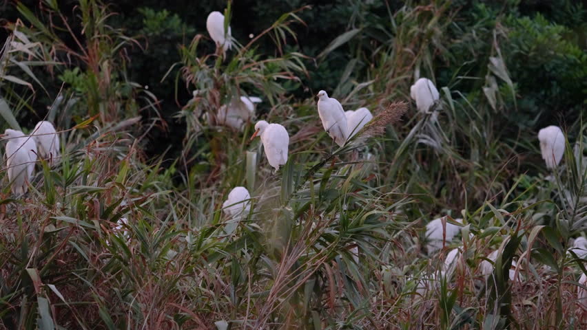 A group of white egrets gather and fly among dense reeds. High quality 4k footage