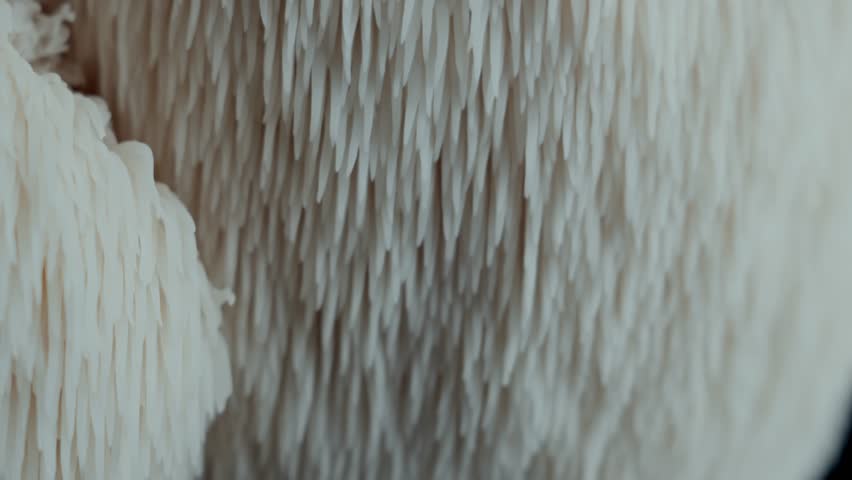 A smooth upward glide showcases the fibrous texture of a mature Lion’s Mane mushroom. White spines create a detailed macro scene suited for science visuals and natural design references.