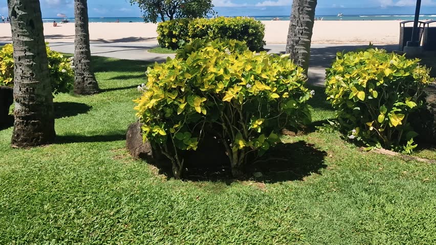 Honolulu, Hawaii USA. Waikiki Beach and Boardwalk, View From Beachfront Park