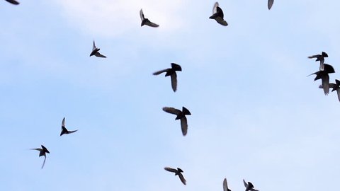 Large Flock of Birds. A flock of birds against the sky. Gradually increasing the number of birds. Slow Motion at a rate of 480 fps 