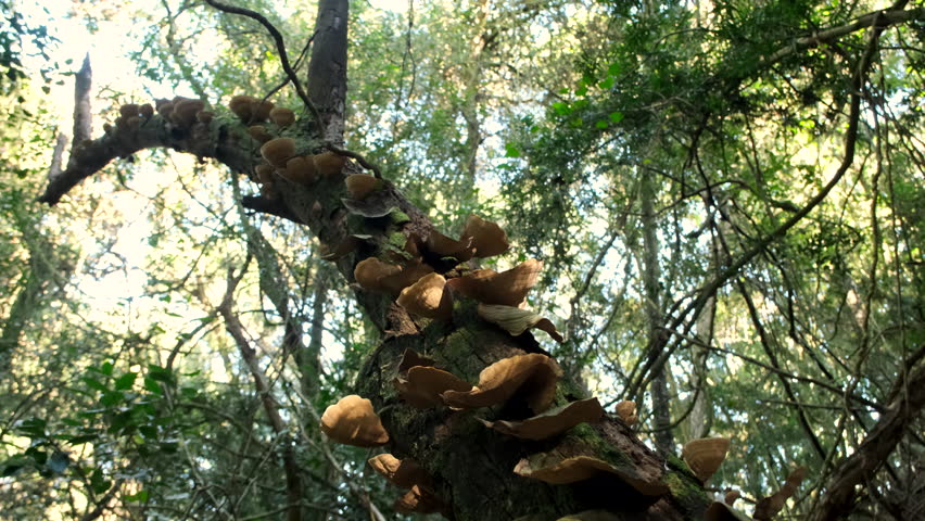 Parasitic mushroom fungi grow on trunk of forest tree, pedestal shot